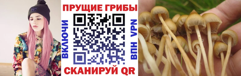 купить наркотики сайты omg tor Галлюциногенные грибы Cubensis Светлогорск